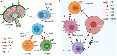 Role of the PD-1/PD-L1 Dyad in the Maintenance of Pancreatic Immune Tolerance for Prevention of Type 1 Diabetes